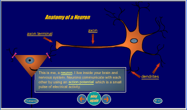 Flash Animation The Action Potential